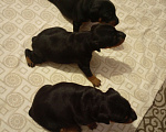Собаки в Новосибирске: Щенки цвергпинчера Разнополые, 30 000 руб. - фото 2