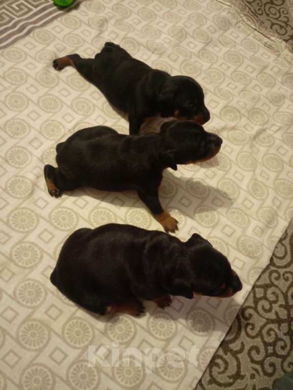 Собаки в Новосибирске: Щенки цвергпинчера Разнополые, 30 000 руб. - фото 2