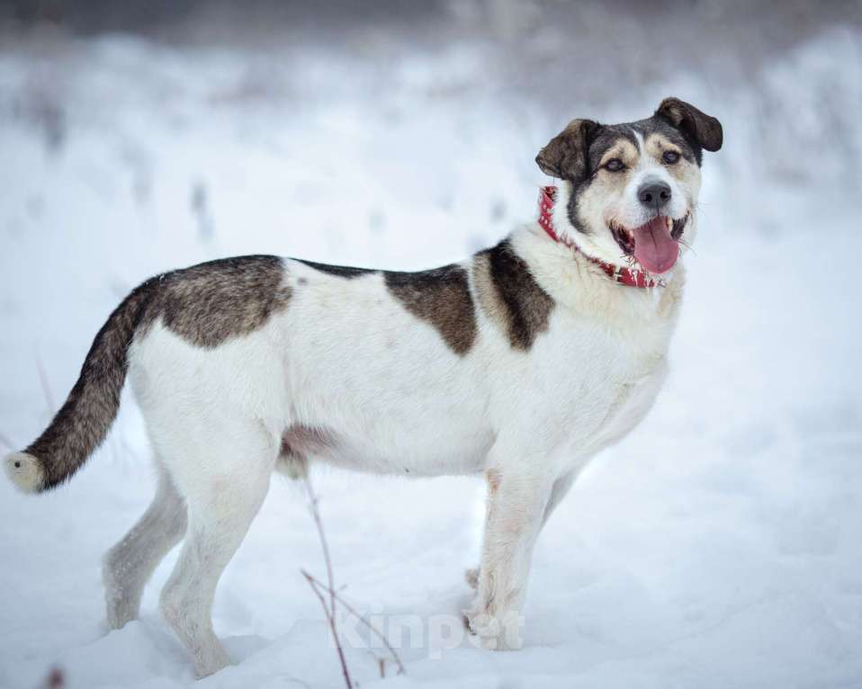 Собаки в Химках: Терьеристый мальчишка в добрые руки Мальчик, Бесплатно - фото 2