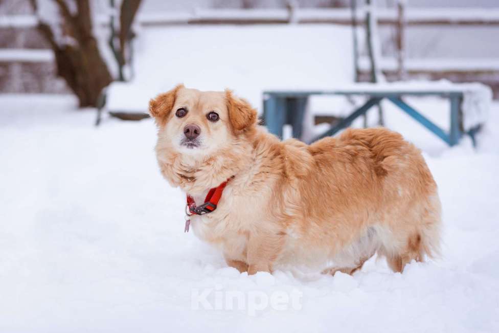 Собаки в Москве: Маленький пёсик иет семью Мальчик, Бесплатно - фото 9