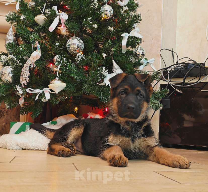 Собаки в Томске: Продаётся щенок немецкой овчарки Девочка, 75 000 руб. - фото 1