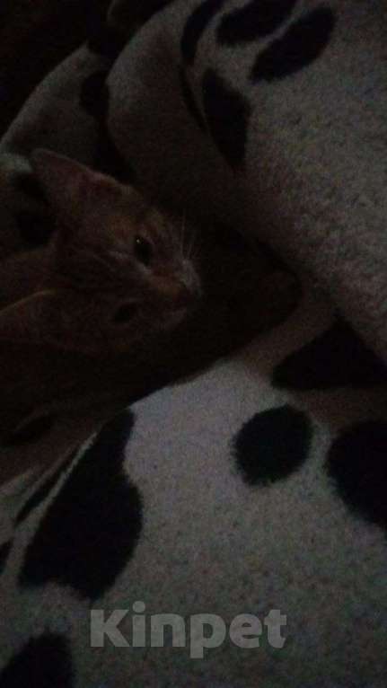 Кошки в Казани: Отдам кошку в хорошие руки Девочка, Бесплатно - фото 1