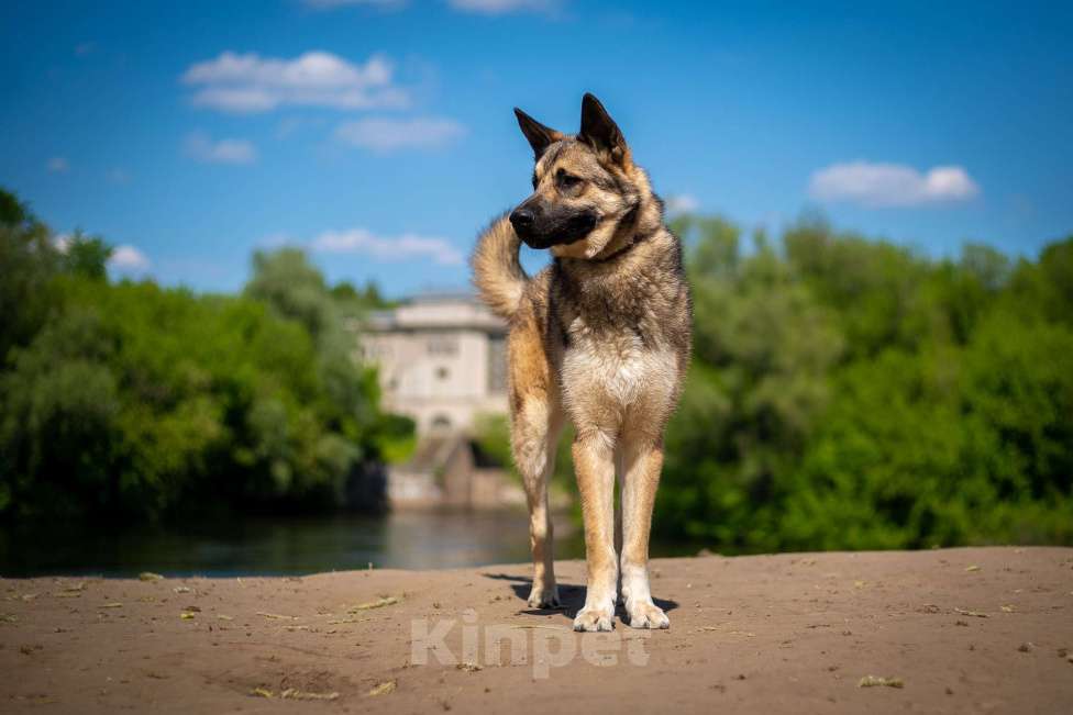 Собаки в Москве: Веселый Тим ищет дом!  Мальчик, Бесплатно - фото 8