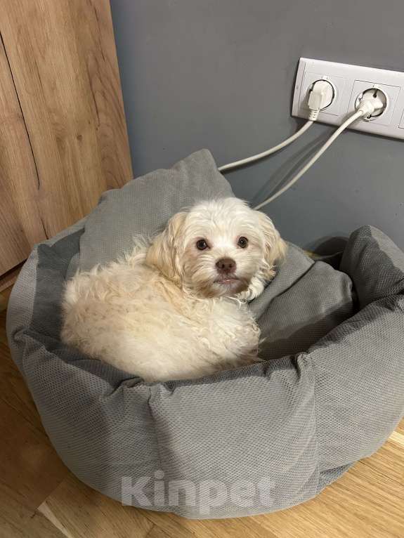 Собаки в Москве: Русская цветная болонка Мальчик, 40 000 руб. - фото 6