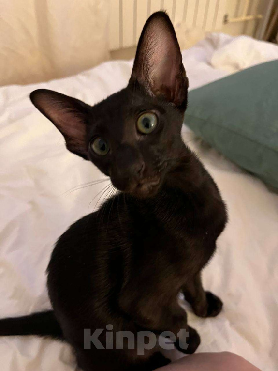 Кошки в Москве: Ориентальный котенок Мальчик, Бесплатно - фото 2