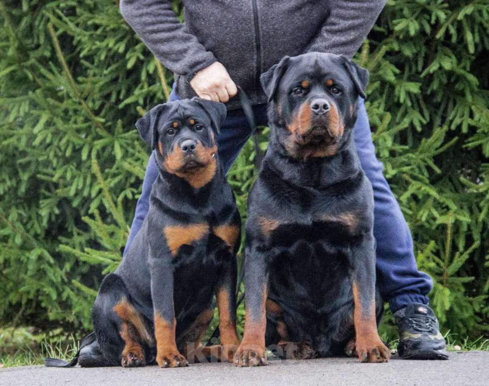 Собаки в Смоленске: Звезда Давида Букля Девочка, 120 000 руб. - фото 5