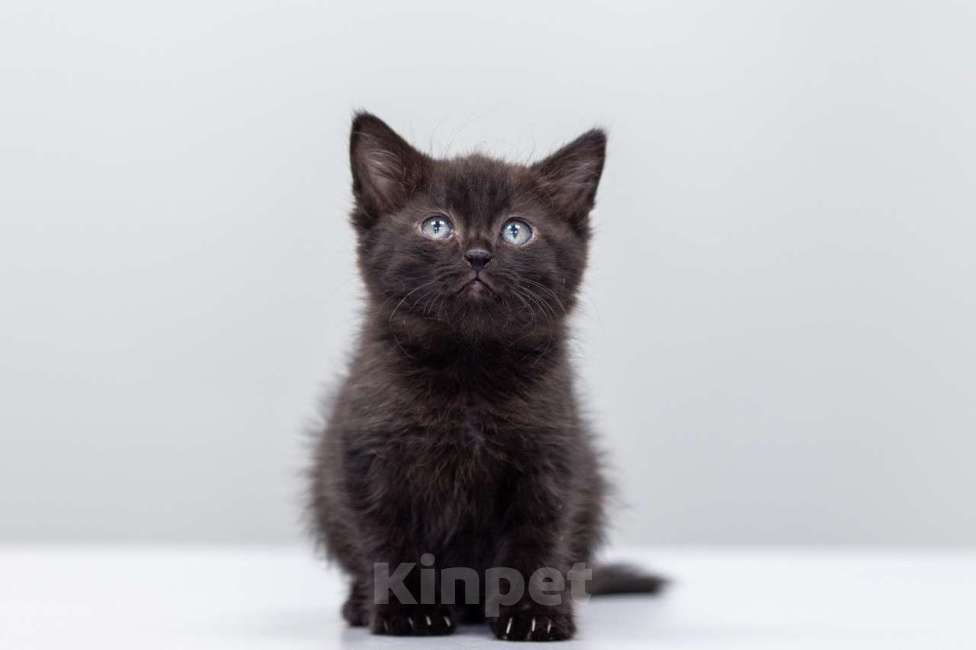 Кошки в Москве: Котенок Наоми ищет дом  Девочка, Бесплатно - фото 1