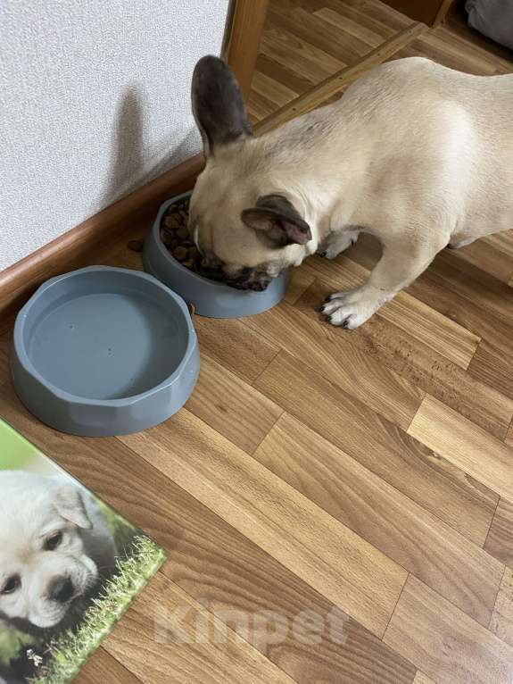 Собаки в Новосибирске: Продам щенка французского бульдога. Мальчик, 23 000 руб. - фото 3