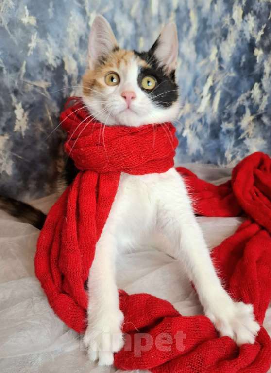 Кошки в Москве: Трехцветный котёнок в добрые руки  Девочка, Бесплатно - фото 10