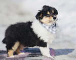 Собаки в Челябинске: Триколорный щенок колли длинношерстного Мальчик, Бесплатно - фото 6