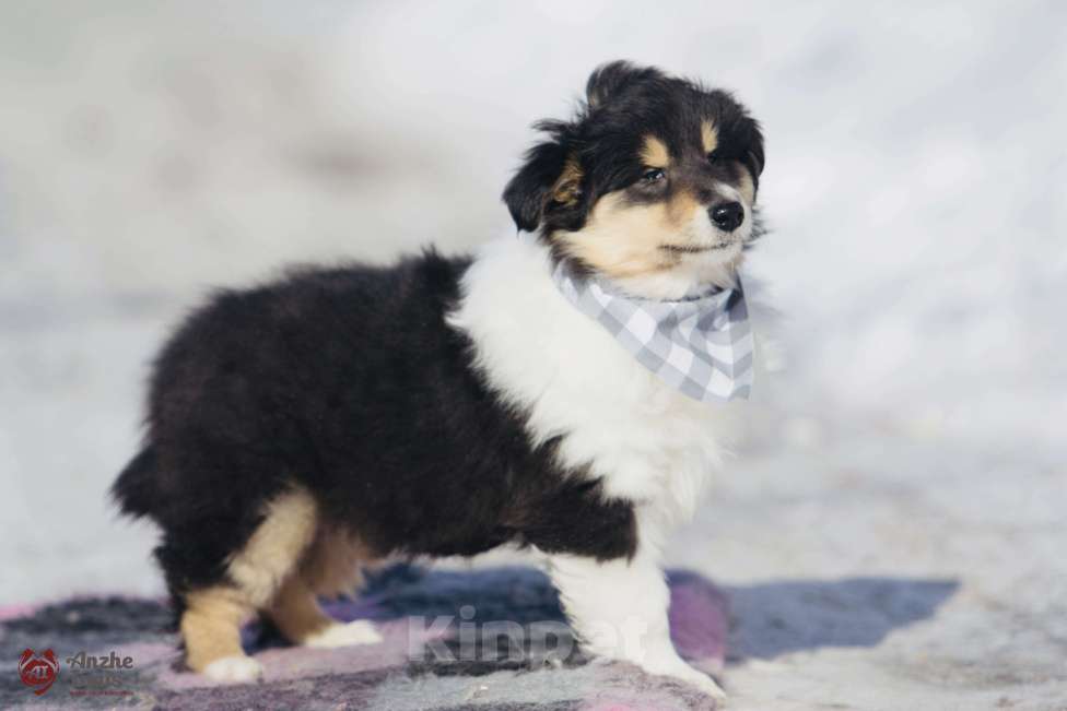 Собаки в Челябинске: Триколорный щенок колли длинношерстного Мальчик, Бесплатно - фото 6