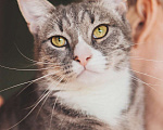 Кошки в Москве: Самый ласковый кот в мире Кузя в поисках дома! Мальчик, 10 руб. - фото 2