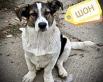 Собаки в Москве: Щенки коротколапики в дар, Бесплатно - фото 9