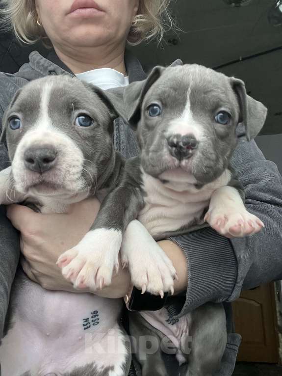 Собаки в Москве: Девочка 1 Девочка, 50 000 руб. - фото 3