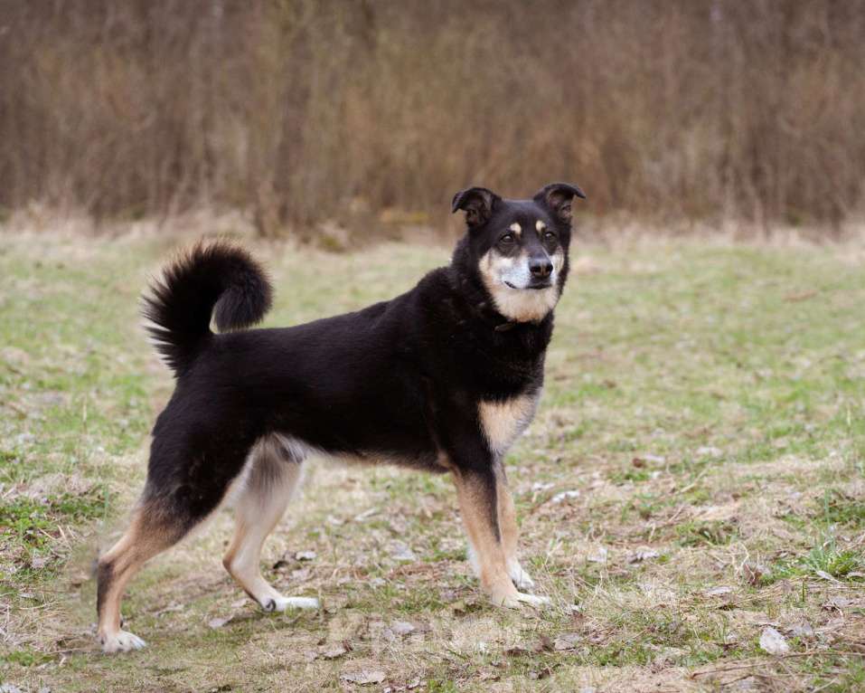 Собаки в Москве: Бывшедомашний пёсик в поисках нового дома Мальчик, Бесплатно - фото 4