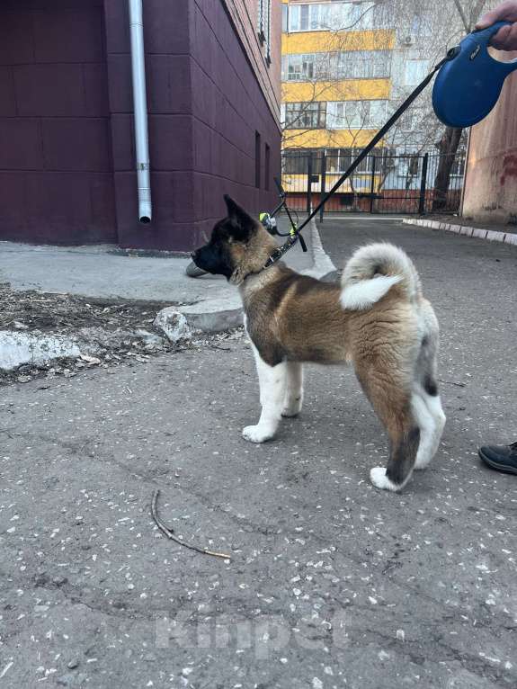 Собаки в Омске: Американская акита Девочка, 50 000 руб. - фото 4