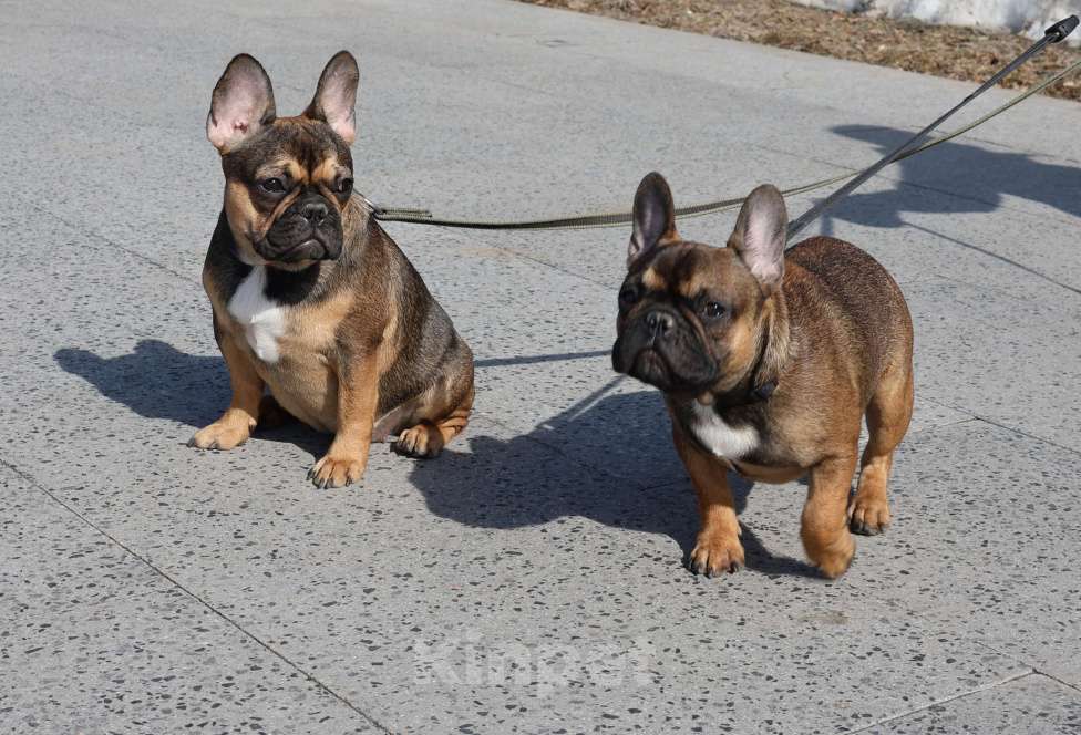 Собаки в Нижнем Новгороде: Французский бульдог Девочка, 50 000 руб. - фото 3