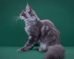 Кошки в Красногорске: Котенок  Девочка, Бесплатно - фото 3