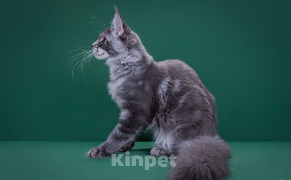 Кошки в Красногорске: Котенок  Девочка, Бесплатно - фото 3