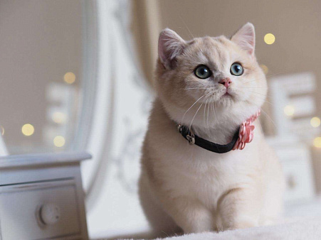 Британский мальчик Финист