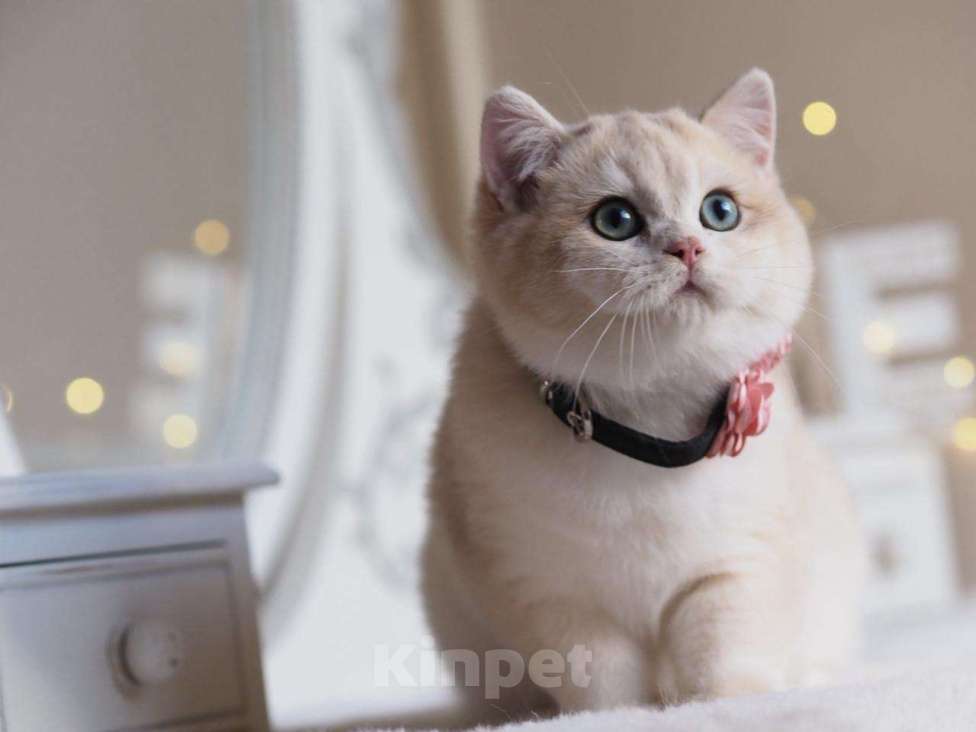 Кошки в Москве: Британский мальчик Финист Мальчик, 150 000 руб. - фото 1