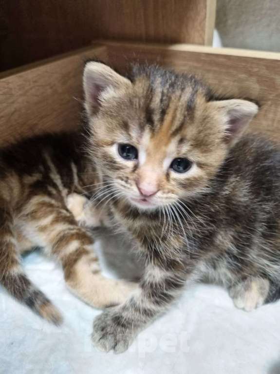 Кошки в других городах Московской области: Котята от шотландской кошки отец неизвестен  Девочка, Бесплатно - фото 4