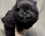 Собаки в Екатеринбурге: Померанский шпиц, щенок  Мальчик, 25 000 руб. - фото 4