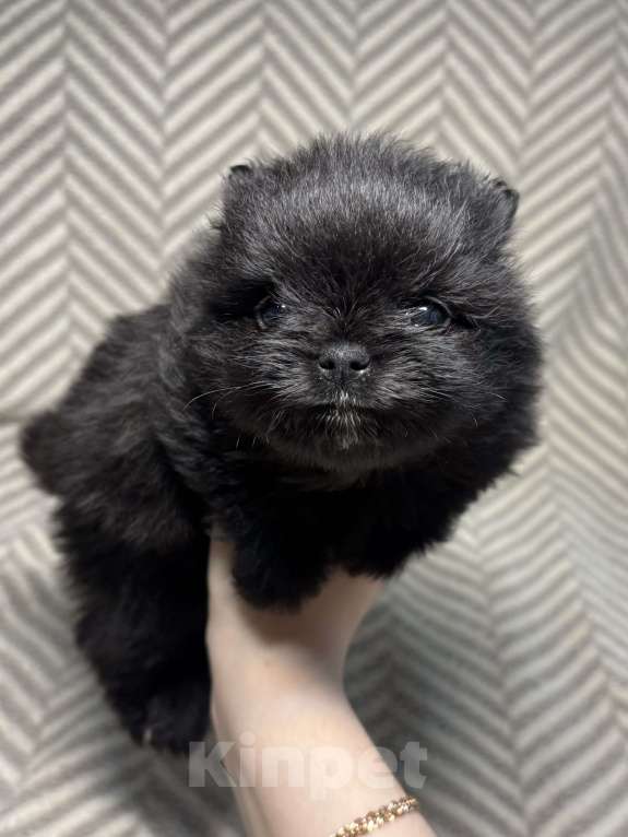 Собаки в Екатеринбурге: Померанский шпиц, щенок  Мальчик, 25 000 руб. - фото 4