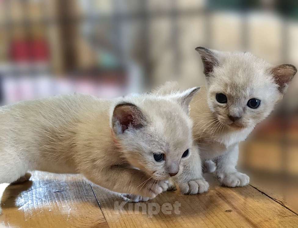 Кошки в Москве: Котята европейской бурмы. Мальчик, 40 000 руб. - фото 2