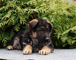 Собаки в Москве: Немецкая овчарка щенок Мальчик, 50 000 руб. - фото 4