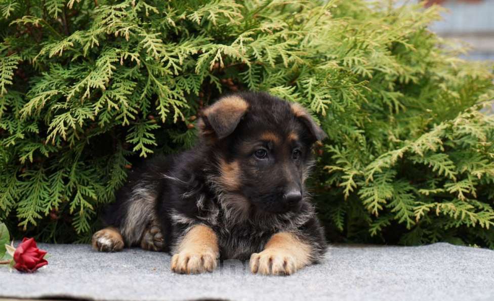 Собаки в Москве: Немецкая овчарка щенок Мальчик, 50 000 руб. - фото 4