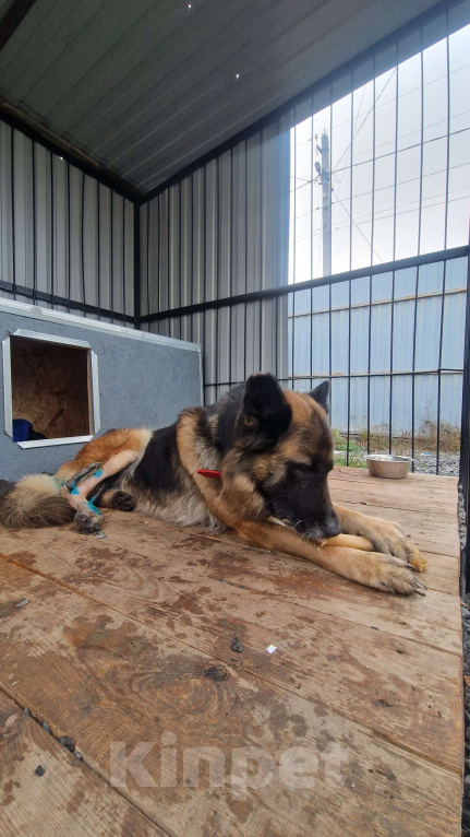 Собаки в Батайске: Дора ждет свою семью Девочка, Бесплатно - фото 4