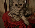 Кошки в Видном: отдам в добрые руки кошечку🐾 Девочка, 1 руб. - фото 3