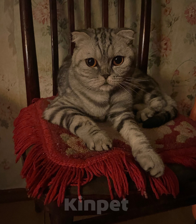 Кошки в Видном: отдам в добрые руки кошечку🐾 Девочка, 1 руб. - фото 3