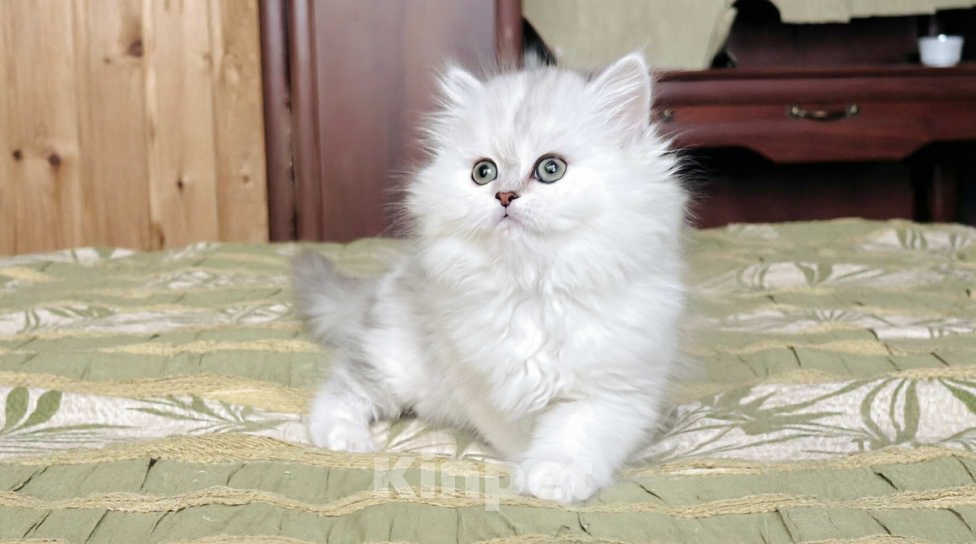 Кошки в Нижнем Новгороде: Серебристая прямоухая кошечка Девочка, 25 000 руб. - фото 1