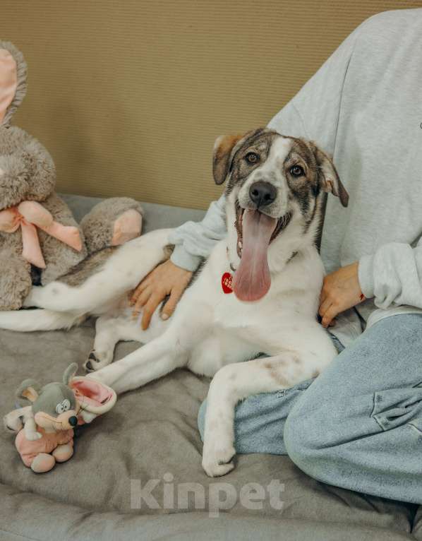 Собаки в Москве: Щенки бесплатно в Москве Девочка, Бесплатно - фото 7