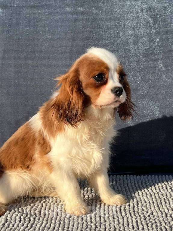 Собаки в Санкт-Петербурге: БЕСТ ИЛРЕАН КАДДИ Мальчик, 100 000 руб. - фото 4