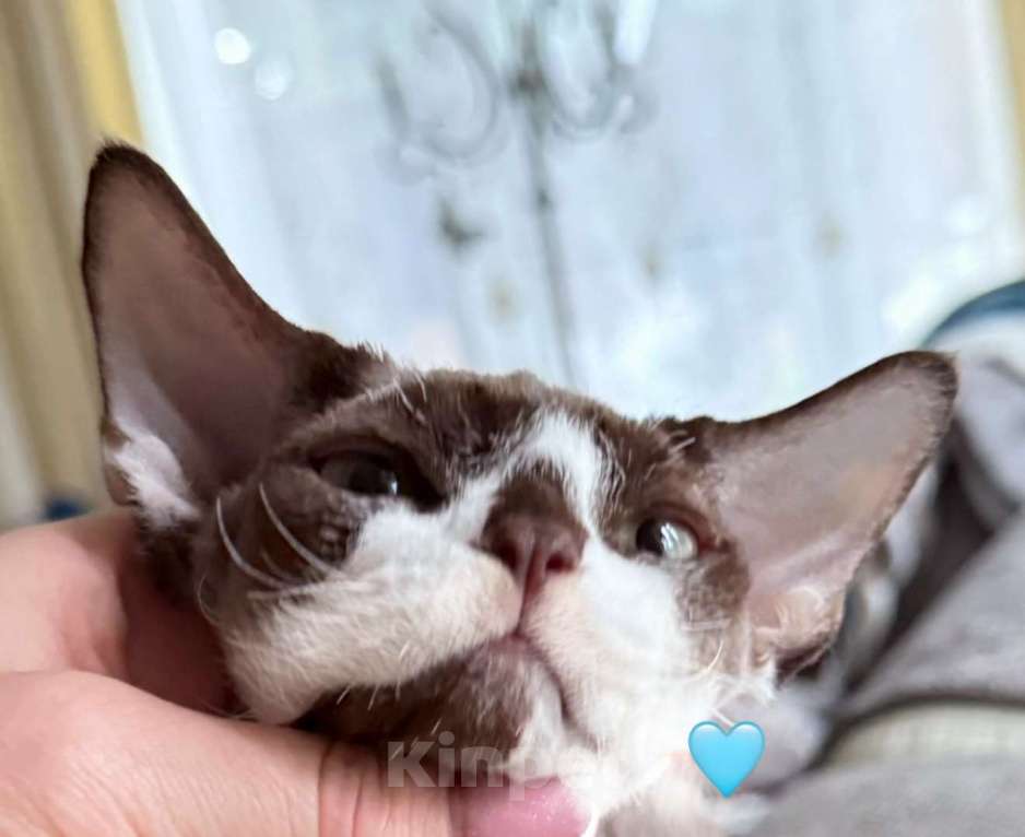 Кошки в других городах Московской области: Мальчик Девон Рекс  Мальчик, 45 000 руб. - фото 2