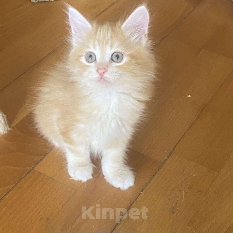 Кошки в Новосибирске: Удивительный котенок  Мальчик, 25 000 руб. - фото 1