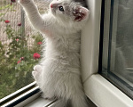 Кошки в Краснодаре: Котята в добрые руки Разнополые, Бесплатно - фото 2