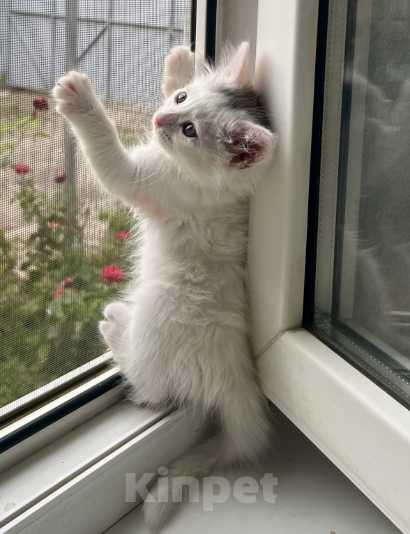 Кошки в Краснодаре: Котята в добрые руки Разнополые, Бесплатно - фото 2