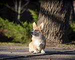 Собаки в Воронеже: Щенки Вельш Корги Пемброк Мальчик, 65 000 руб. - фото 2