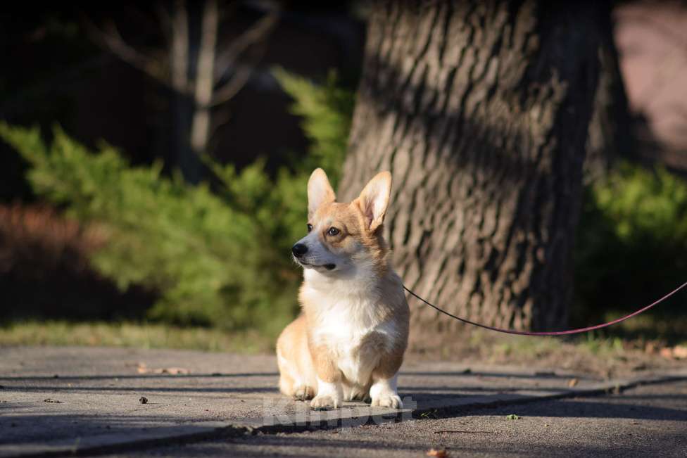 Собаки в Воронеже: Щенки Вельш Корги Пемброк Мальчик, 65 000 руб. - фото 2