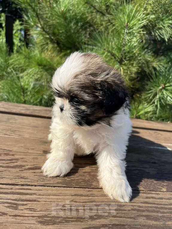 Собаки в Новосибирске: Ши тцу Мальчик, 30 000 руб. - фото 1
