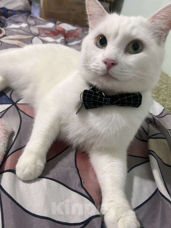 Кошки в других городах Краснодарского края: Помогите найти 🙏 Мальчик, Бесплатно - фото 2