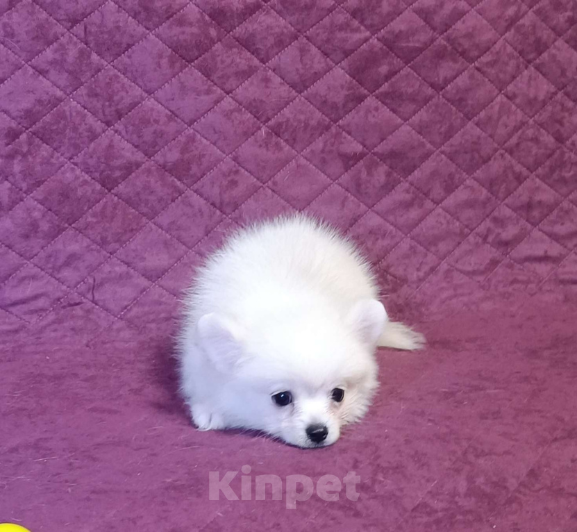 Собаки в Москве: Белоснежный малыш Мальчик, 25 000 руб. - фото 5