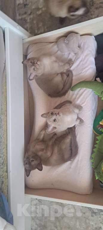 Кошки в Ставрополе: Бурманский коиенок Мальчик, Бесплатно - фото 9