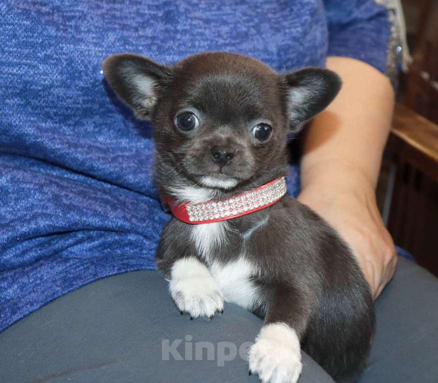 Собаки в Москве: Голубая чихуахуа💎👍🌸 Девочка, 75 000 руб. - фото 6