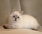 Кошки в Санкт-Петербурге: невский маскарадный котенок Мальчик, 60 000 руб. - фото 8