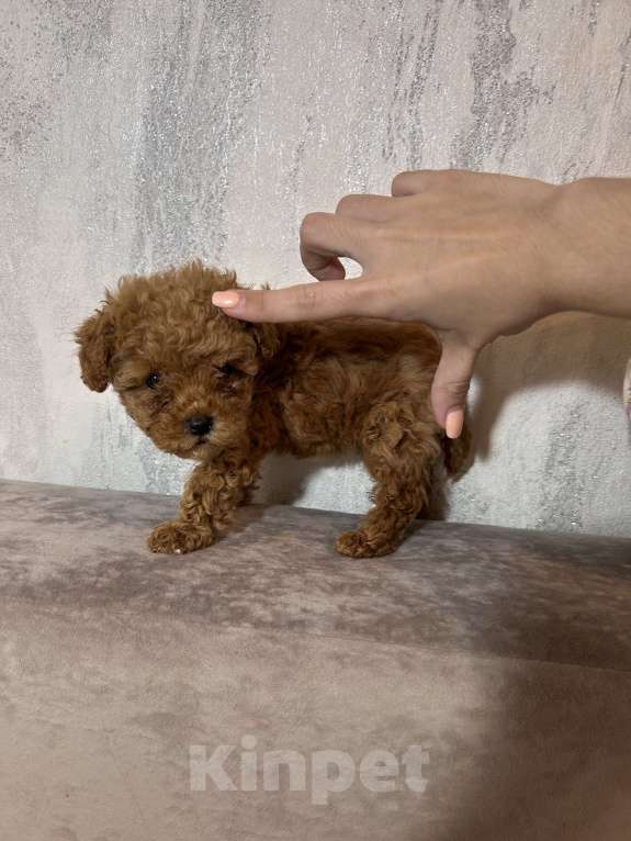 Собаки в Москве: Мальтипу девочка Девочка, 120 000 руб. - фото 2